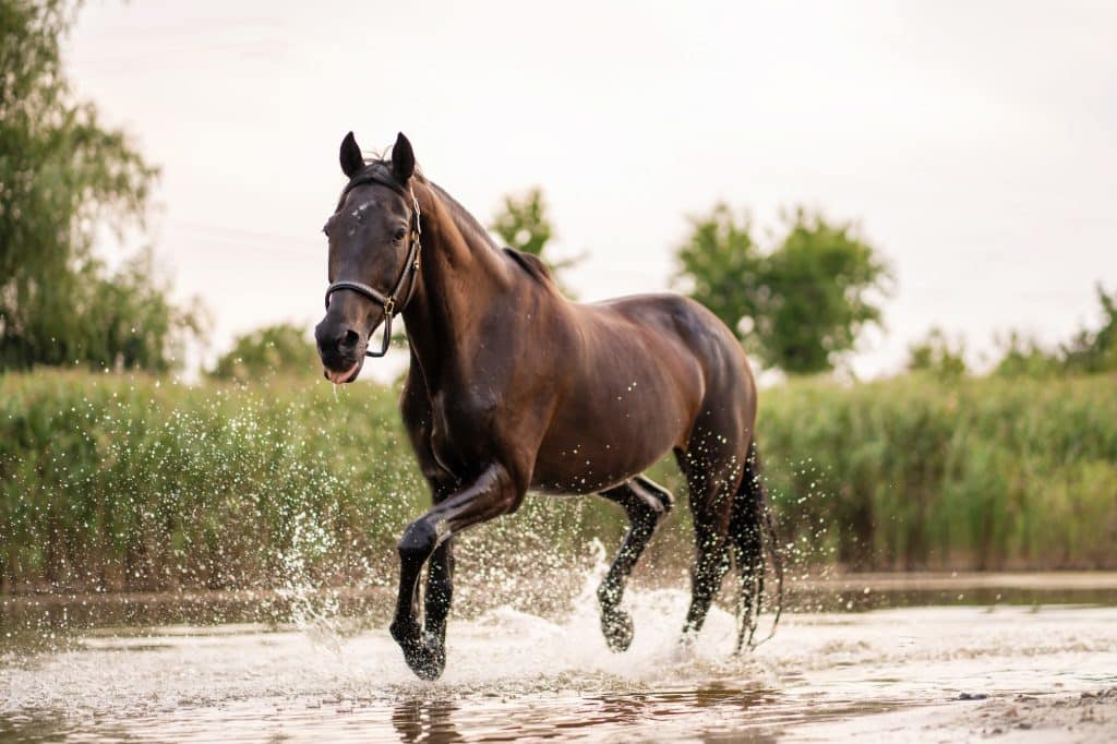 CBD para cavalos