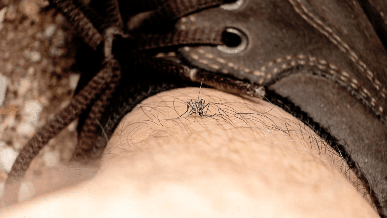 CBD cannabidiol contre les piqûres de moustique, comment apaiser la douleur ?