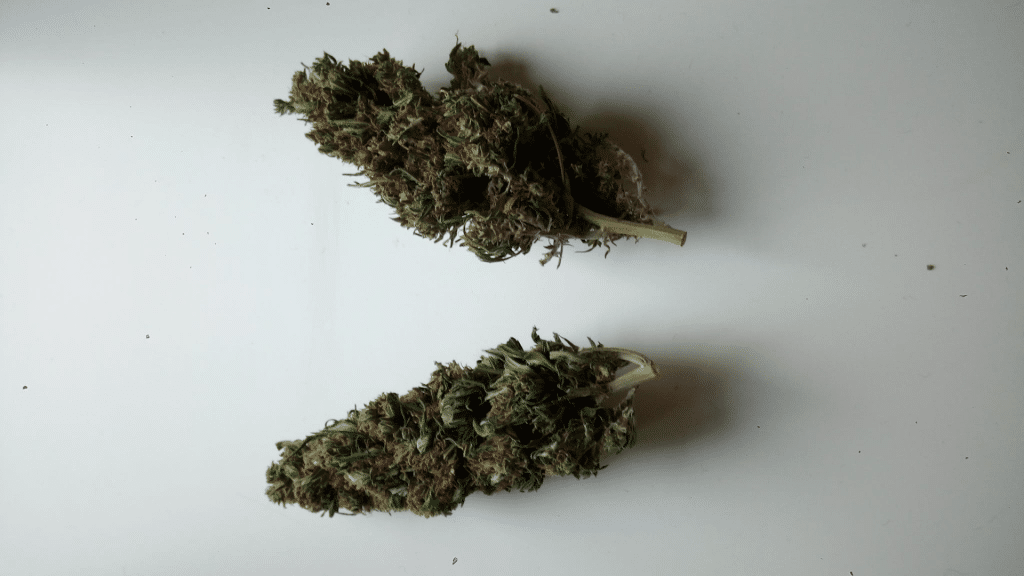 Chiclete cbd