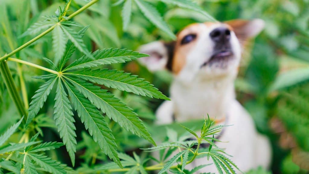 CBD para cães