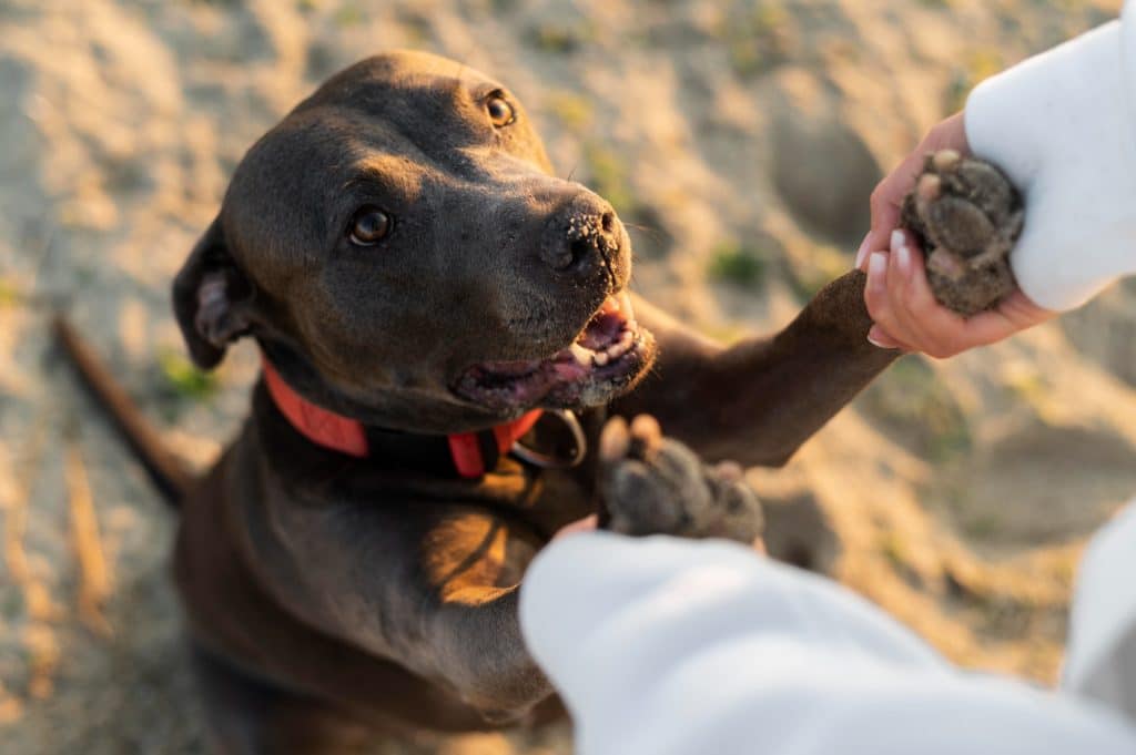 Qual dosagem de CBD é ideal para um cão?