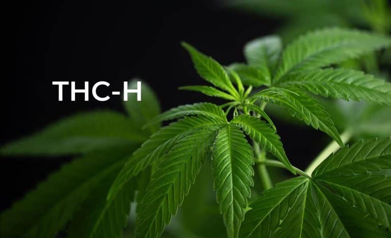 THC-H tetrahydrocannabinol