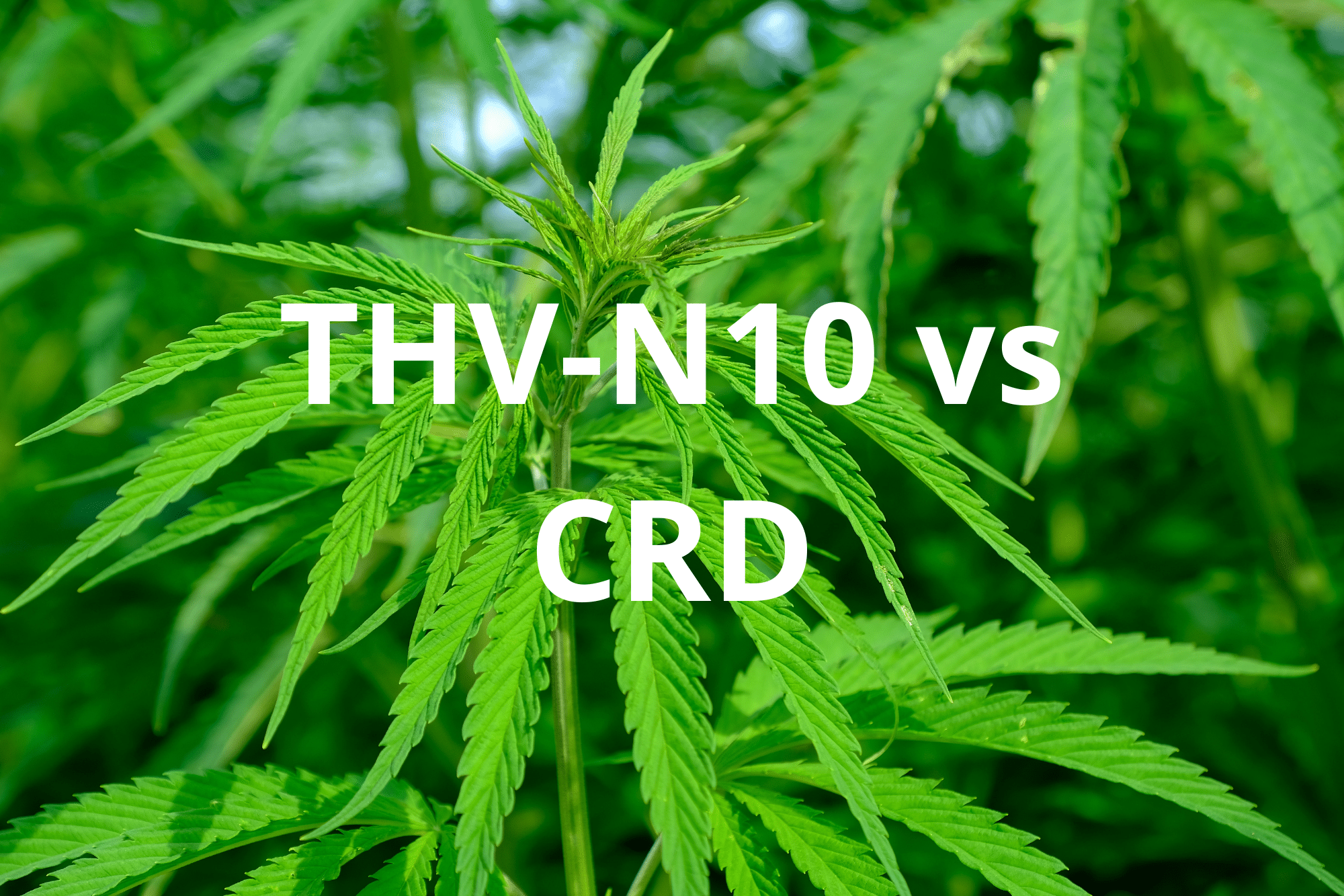 Descubra o THV-N10, um canabinoide emergente, e como o CRD da Lord Of CBD oferece uma alternativa legal na França e na Europa. Desfrute de uma experiência única com produtos ricos em canabinoides, em conformidade com a legislação vigente.