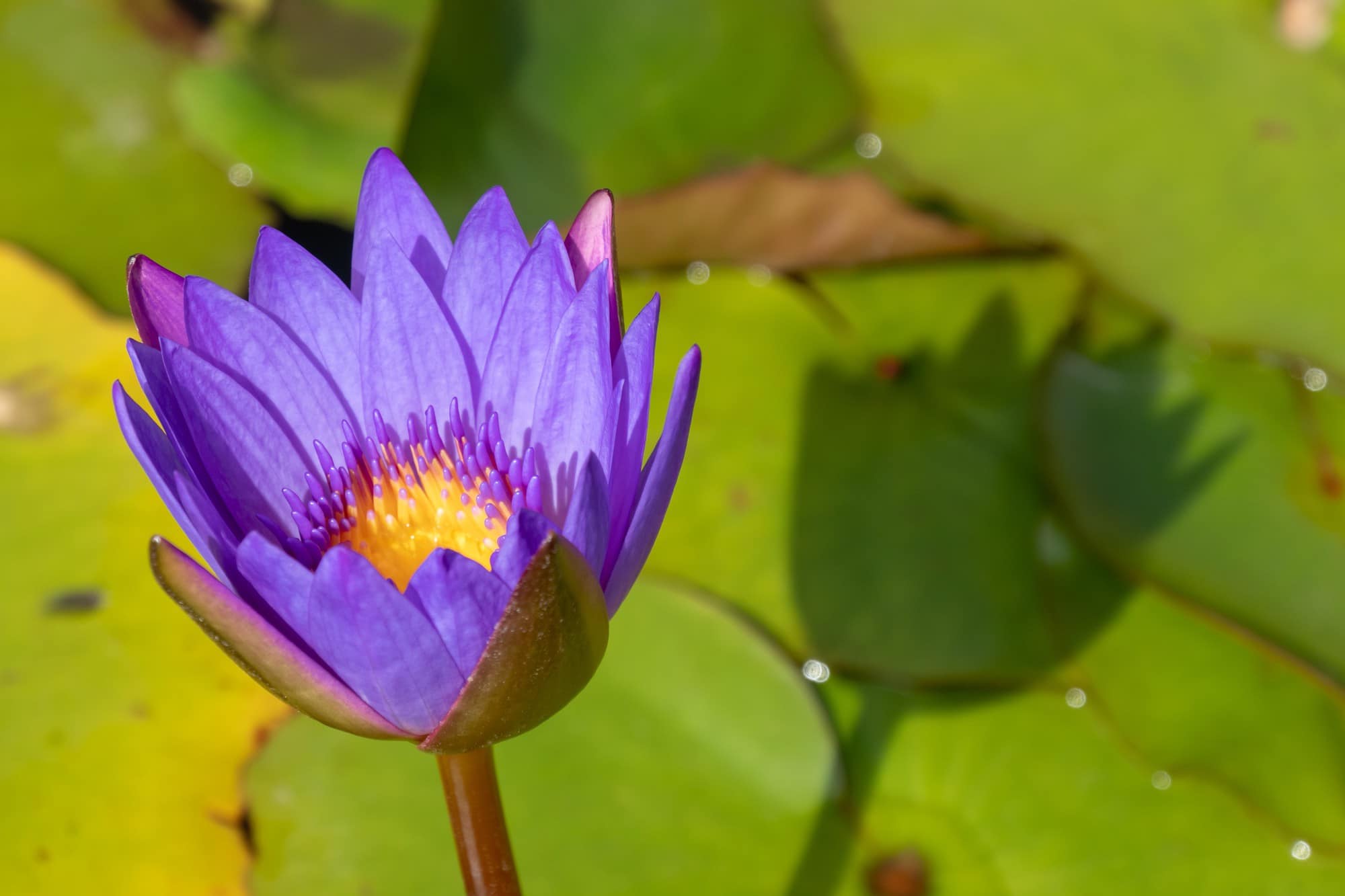 Découvrez le mystique lotus bleu, plante sacrée de l'Égypte antique. Explorez ses bienfaits relaxants, spirituels et aphrodisiaques, ainsi que ses usages modernes.