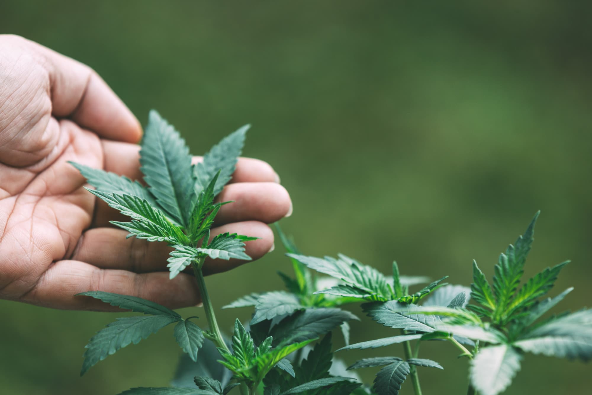 Descubra el mundo de los productores de CBD en Francia: métodos de cultivo innovadores, productos de calidad, marco legal estricto y certificaciones. ¡Sumérjase en este universo cautivador y atractivo!