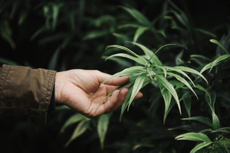 CBD -blommor i Frankrike: Den ultimata guiden för att välja rätt