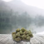 Small CBD Bruce Banner 12 % (Génétique Usa) – France &