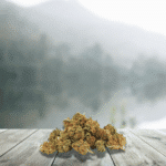 Small CBD Og Kush 12 % (Génétique Usa) – France & Bio