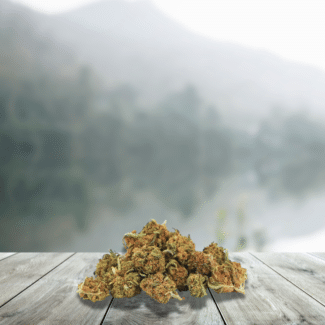 Small OG Kush CBD 12% captures the full intensity of a legendary US strain in an economical and efficient small bud format. Compact, resinous, and terpene-rich, these small flowers retain the typical Kush aromatic profile: earthy, piney, and lemony notes. With 12% CBD, it offers balanced relaxation, ideal for daily use, while complying with French legislation with a THC level below 0.3%. An excellent choice if you're looking for a CBD OG Kush flower with a bold character, approachable and true to the Californian spirit.