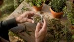 Hands present a sample of CBD flowers outdoors.