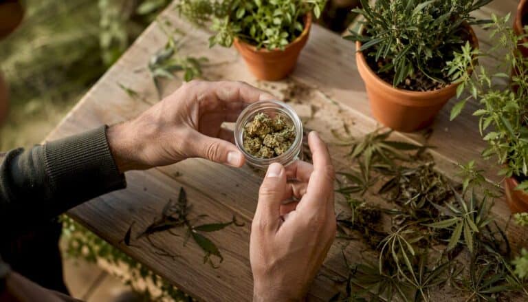 Hands present a sample of CBD flowers outdoors.