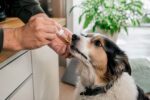 Propriétaire donnant de l'huile de CBD à un chien arthritique