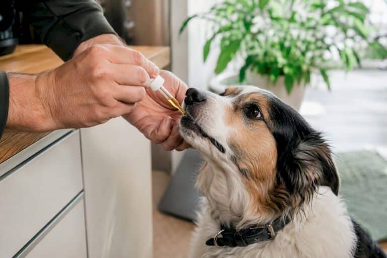 Propriétaire donnant de l'huile de CBD à un chien arthritique