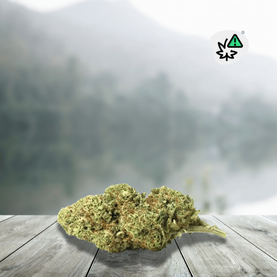 Ontdek Banana Dream DC10 20% Indoor US, een premium wietsoort met een bijzonder weelderig aroma, gedomineerd door rijpe banaan, tropisch fruit en bessen, met romige, plantaardige en licht kruidige nuances. De genetica van Banana Dream wordt over het algemeen geassocieerd met de kruising Blue Dream × Banana Cheese, wat deze mix van fruitige zoetheid en diepere tonen verklaart. Deze DC10 20% variant is binnen gekweekt en geselecteerd met een focus op premium Amerikaanse kwaliteit. Ze onderscheidt zich door haar compacte toppen, harsachtige uiterlijk en unieke aromatische karakter.