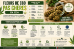 fleur CBD pas cher, fleurs CBD pas cher, CBD pas cher, CBD pas cher France, fleur CBD 1 euro, CBD 1 euro le gramme, fleur CBD moins de 2 euros, Small Buds CBD pas cher, small bud CBD, petites fleurs CBD, fleur CBD prix, prix CBD gramme, prix fleur CBD, fleur CBD pas cher au gramme, acheter CBD pas cher, achat fleur CBD pas cher, meilleure fleur CBD pas cher, fleurs CBD petit prix, CBD discount, fleurs CBD économiques, fleur CBD Outdoor pas cher, fleur CBD Indoor pas cher, Greenhouse CBD pas cher, trim CBD pas cher, fleurs CBD France pas cher, CBD bio pas cher, fleurs CBD 100g pas cher, CBD 50g pas cher, CBD 25g pas cher, gros conditionnement CBD, meilleur prix CBD, CBD rapport qualité prix, fleurs CBD premium pas cher, CBD en ligne pas cher, fleurs de chanvre pas cher, CBD légal France, Small Buds françaises, fleurs CBD 0,99 €/g