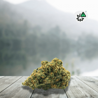 Découvrez la Mango Haze DC10 20% Indoor US, une fleur de chanvre premium qui associe l’univers aromatique tropical de la Mango à la signature fraîche et végétale caractéristique des génétiques Haze. Cultivée en indoor dans un style inspiré des standards US, elle présente des fleurs résineuses au parfum dominé par la mangue mûre, les fruits tropicaux, les agrumes et les épices. La Mango Haze classique est effectivement connue pour son caractère mango/tropical et sa filiation Haze, Skunk et Northern Lights #5. Cette déclinaison DC10 à 20% complète ce profil avec une concentration élevée, destinée à un public adulte averti.