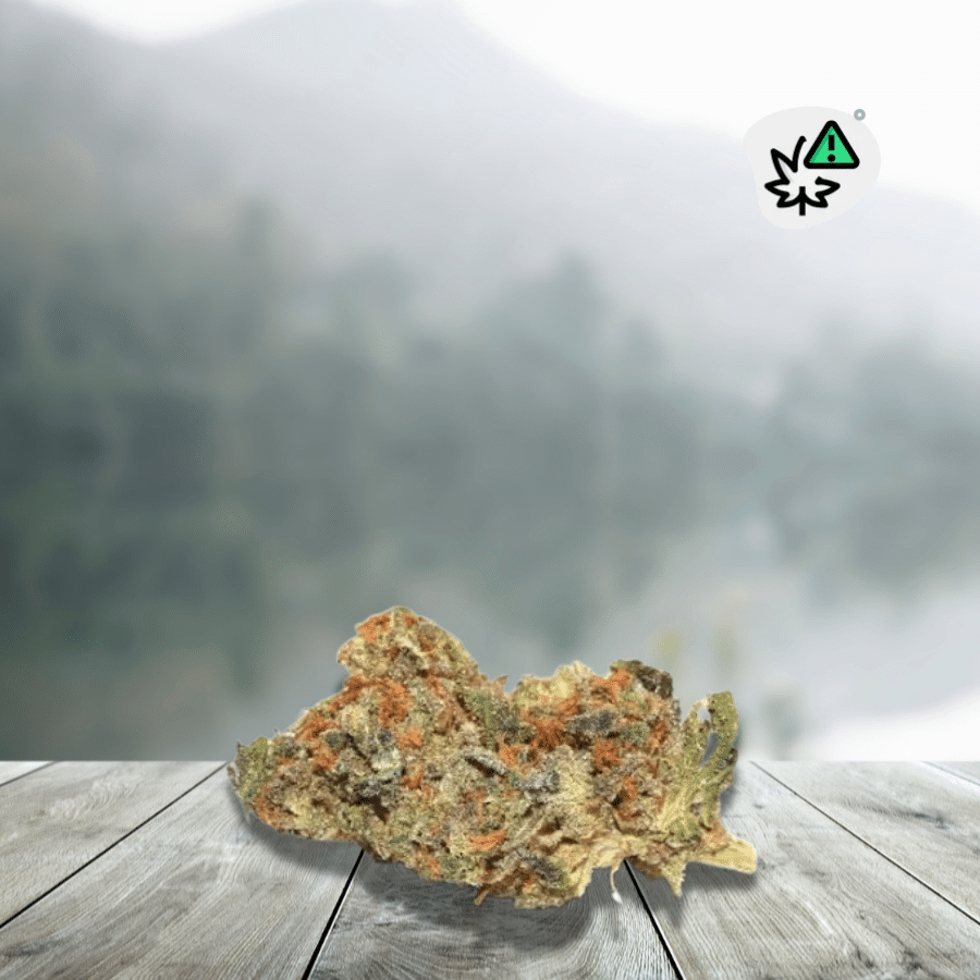 Tropical Sherbet THCX 20% ass eng Hanfblumm mat engem ausgezeechent exoteschen aromatesche Profil, inspiréiert vun der amerikanescher Sherbet-Genetik. Si ënnerscheet sech duerch hir Noten vun tropesche Friichten, Zitrusfrüchte, roude Beeren a Rahm, ergänzt vun engem liichte schaarfen Touch. Seng dicht, harzhalteg Knospen bidden e besonnesch raffinéiert Ausgesinn. Dës Varietéit enthält 20% THCX an ass exklusiv fir informéiert Erwuessener geduecht. Wéinst der Natur vum THCX an dem Manktem u verfügbare wëssenschaftleche Daten iwwer dës Verbindung, sollten hir Effekter a Sécherheetsprofil net mat deene vum CBD verglach ginn.