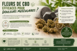 Les fleurs de CBD sont-elles efficaces contre les douleurs musculaires et courbatures Découvrez ce que disent réellement les études sur le CBD.
