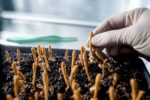 Production de fructifications de Cordyceps en culture contrôlée