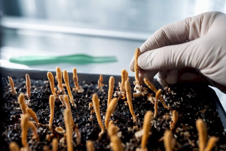 Production de fructifications de Cordyceps en culture contrôlée