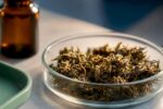 Hemp fragments undergoing aging in the laboratory