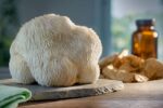 Close-up of a lion's mane mushroom