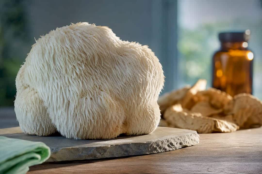 Close-up of a lion's mane mushroom