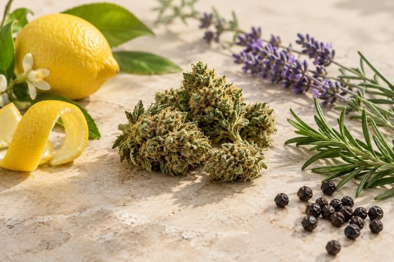 Terpènes et profil aromatique des fleurs CBD