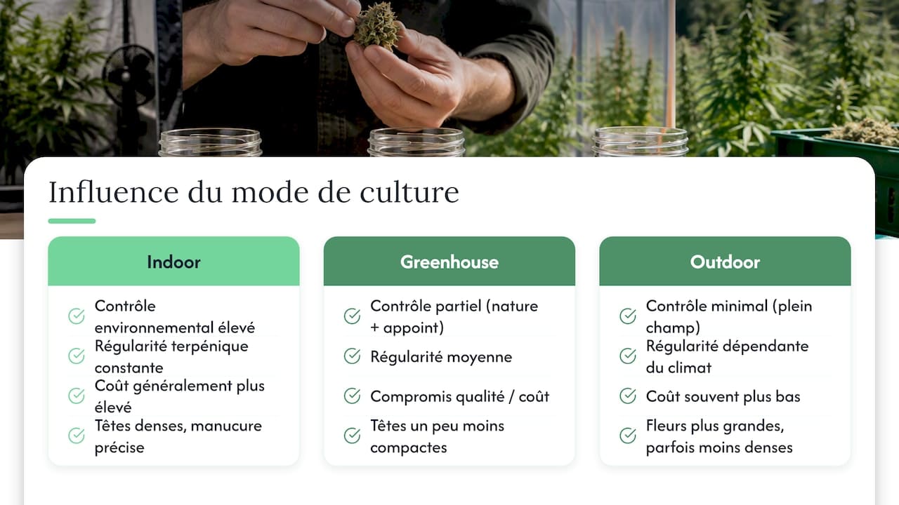 Comparaison des trois méthodes de culture du CBD