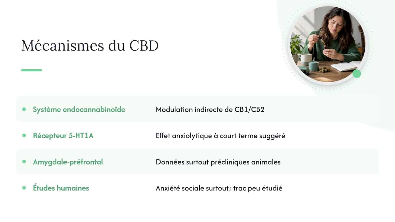 Mécanismes proposés du CBD face au trac