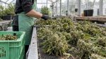 Fleurs de chanvre au CBD recouvertes de trichomes