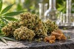Qu’est-ce que le CBC puissant ? Découvrez la molécule CBC, ses différences avec le CBD et les critères pour comparer les produits d’un CBC shop.