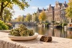 CBD à Amsterdam : découvrez les fleurs, résines et hash CBD, les différences entre CBD shop et coffeeshop, et les repères sur le THCA, STV-10 et DC10.