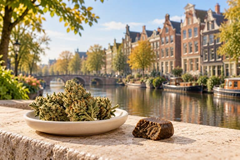 CBD à Amsterdam : découvrez les fleurs, résines et hash CBD, les différences entre CBD shop et coffeeshop, et les repères sur le THCA, STV-10 et DC10.