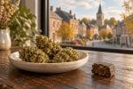 CBD Hannut : fleurs et résines de chanvre