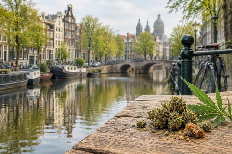 CBD Pays-Bas : découvrez les catégories Lord Of CBD, d’Amsterdam à Rotterdam