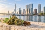 CBD à Rotterdam : explorez les fleurs, résines et hash CBD Lord Of CBD. Guide des formats, CBD shops, prérolls, vapes et conditions de livraison.